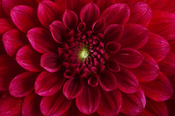close up macro of red dahlia flower
