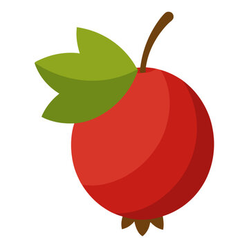 conkerberry fruit on white background