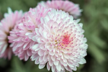 Fototapeta premium Macro detail of chrysanthemum petals in pastel hues, creating a vibrant and serene natural image.