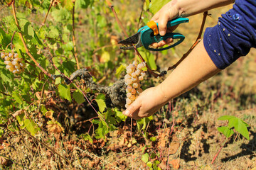 Naklejka premium planting a tree hands picking grapes