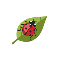 Fototapeta premium Ladybug Resting on a Green Leaf A Delightful Illustration of Nature's Beauty and Insects
