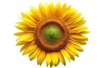 Obraz premium Bright yellow sunflower head isolated against black with intricate petals and seed center isolated on transparent background