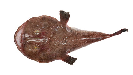 Lophius budegassa, blackbellied angler or monkfish isolated on white background, clipping path, top view