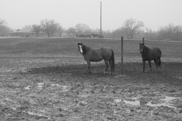 Moody farm scene with horses in foggy weather in black and white in rural Texas