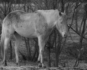 Muddy white horse in farm field after wet weather