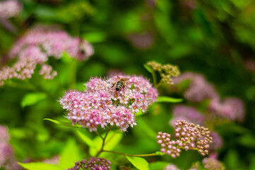 A colorful and vibrant garden scene with spirea flowers blooming and a honeybee in action.