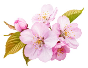 Firefly_Blooming cherry blossom branch isolated on transparent background - Firefly_Beautiful Cherry Blossom Twig Isolated on Transparent Background – Elegant Sakura Bra 