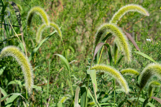 Green foxtail grass plumes sway gently in summer breeze