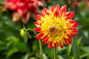Semi-cactus type dahlia 'Bridge View Aloha'. Dahlia 'Bridge view Aloha', yellow and red flower.  © Kaja
