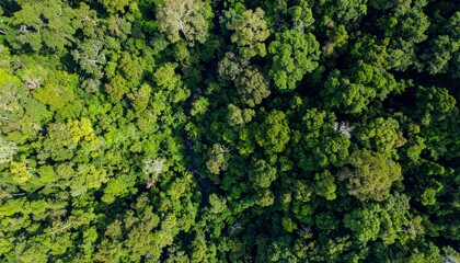 Lush green canopy of dense tropical rainforest viewed from above, showcasing vibrant foliage and natural beauty
