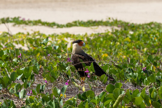 Carcar&aacute; na vegeta&ccedil;&atilde;o restinga na praia. 