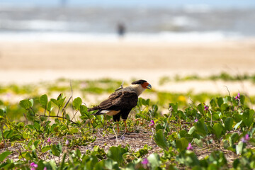 Carcará na vegetação restinga na praia. 
