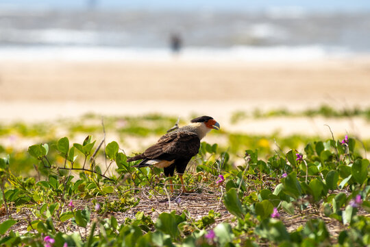 Carcar&aacute; na vegeta&ccedil;&atilde;o restinga na praia. 