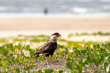 Carcará na vegetação restinga na praia. 