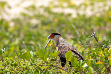 Carcará na vegetação restinga na praia. 