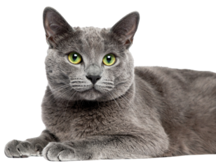 Firefly_A single blue hydrangea flower with green leaves isolated on a white background - Firefly_A Russian Blue cat lying down and staring at the camera, isolated on a transparent ba