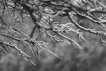 Ice on tree branches in black and white during cold winter weather outdoors.