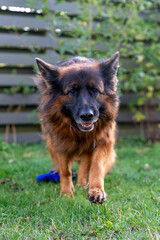 German Shepherd dog walking on green grass in backyard garden, close-up portrait