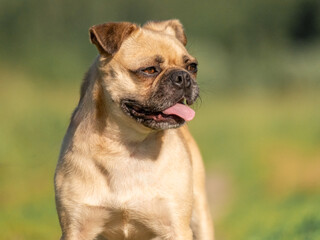 Obraz premium Close-up portrait of a beige dog against the background of green grass. Pug crossbreed