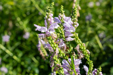 Obraz premium Delicate lavender flowers bloom in sunlit garden