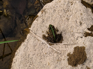 Green frog near water