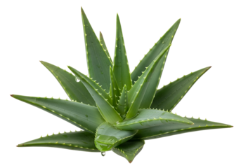 A vibrant aloe vera plant with succulent leaves displays a dewy, glistening appearance against a stark black backdrop.