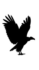 Fototapeta premium Silhouette of a soaring bird