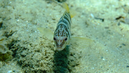 Painted comber (Serranus scriba) undersea, Aegean Sea, Greece, Halkidikii, Pirgos beach