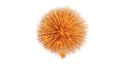 A vibrant burst of golden light emanating from a central point against a stark black background space on transparent background