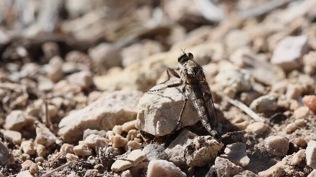 Mosca asesina asilidae se acomoda en piedra durante d&iacute;a soleado, Alcoy, Espa&ntilde;a