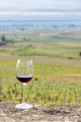 Glass of pinot noir red wine in early spring vineyards near Aloxe-Corton, Burgundy, France
