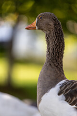 Brown and White Goose Side Profile in Amsterdam