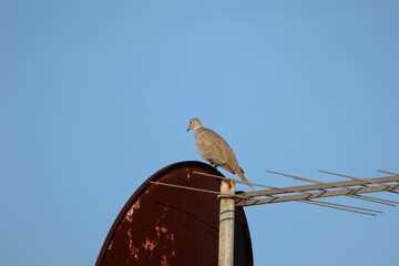 A pigeon sits on a rusty satellite dish