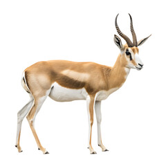 Obraz premium Springbok antelope with curved horns isolated on a transparent background animal