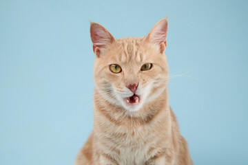 A ginger domestic cat gazes upward with curiosity against a mint green background. Its wide eyes...