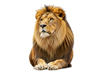 Obraz premium Majestic lion, with a rich golden-brown coat, gazes intently, set against a stark black background.
