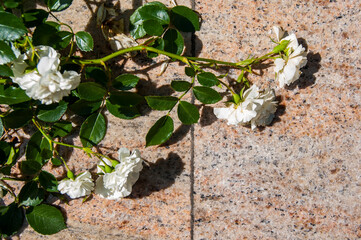 ivy on the wall