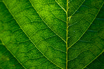 green leaf background