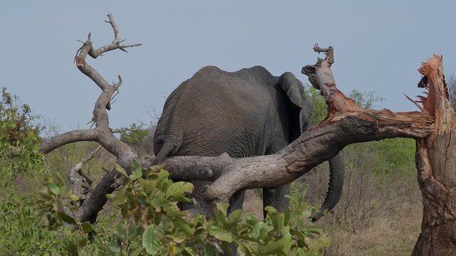 Elefant im Busch vom Kr&uuml;ger National Park - Kruger Nationalpark S&uuml;dafrika