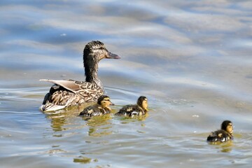 duck and ducklings