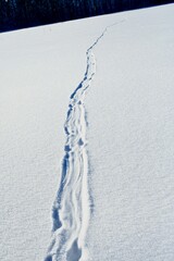 Otter tracks in snow