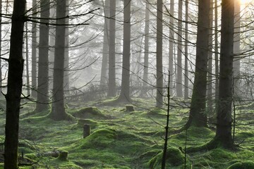 forest in the fog