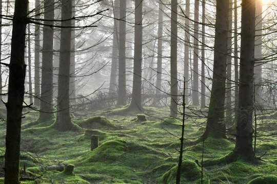 forest in the fog - Powered by Adobe