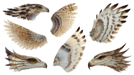 Obraz premium Eagle heads and wings illustration on transparent png background