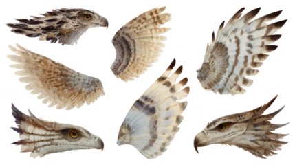 Eagle heads and wings illustration on transparent png background