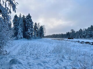 snow covered trees
