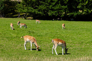 Fallow deer grazing in green field near forest on sunny day, Loire, France