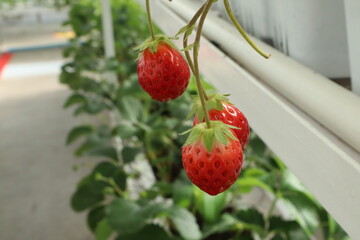 Close-up of three ripe red strawberries hanging on the vine in a modern vertical hydroponic farm, with green plants and white structures blurred in the background.