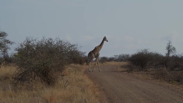 Giraffe im Busch vom Kr&uuml;ger National Park - Kruger Nationalpark S&uuml;dafrika
