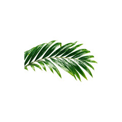 Fototapeta premium Lush Green Christmas Tree Branch with Pine Needles Natural Evergreen Winter Holiday Decoration Festive Seasonal Ornament Close-Up Macro Photography Isolated on White Background